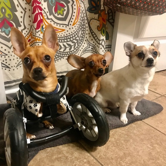 Meet your Posher, Ashley - Picture 3 of 3